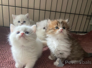 Foto №1. munchkin kurzhaar - zum Verkauf in der Stadt Taufkirchen | 450€ | Ankündigung № 166308