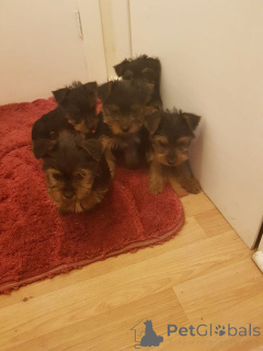 Foto №1. yorkshire terrier - zum Verkauf in der Stadt Frankfurt | 400€ | Ankündigung № 149045