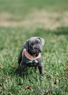 Foto №3. Chiots Cane Corso zu verkaufen. Belgien