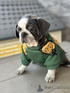 Foto №2 zu Ankündigung № 155043 zu verkaufen puggle - einkaufen Serbien 