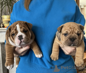 Zusätzliche Fotos: Englische Bulldoggenwelpen zu verkaufen