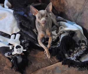 Foto №1.  - zum Verkauf in der Stadt Berlin | 500€ | Ankündigung № 147157