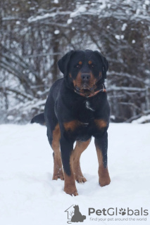 Zusätzliche Fotos: Rottweiler Snickers in guten Händen