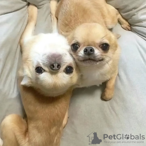 Foto №2 zu Ankündigung № 132464 zu verkaufen chihuahua - einkaufen Belgien züchter