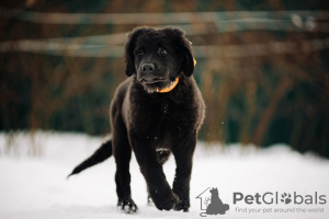 Foto №2 zu Ankündigung № 37072 zu verkaufen mongolischer wolfshund der burjaten - einkaufen Russische Föderation vom kindergarten, züchter