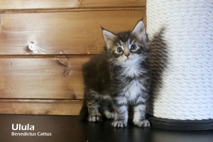 Foto №2 zu Ankündigung № 6139 zu verkaufen maine-coon-katze - einkaufen Weißrussland vom kindergarten