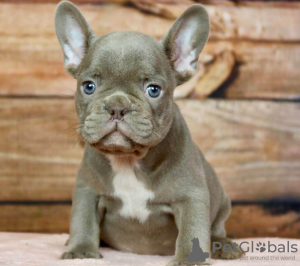 Foto №1. französische bulldogge - zum Verkauf in der Stadt Stockholm | verhandelt | Ankündigung № 113181