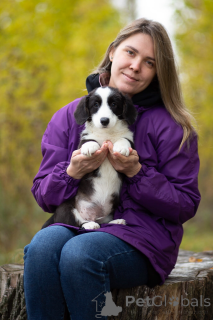 Foto №4. Ich werde verkaufen welsh corgi in der Stadt St. Petersburg. vom kindergarten - preis - 485€