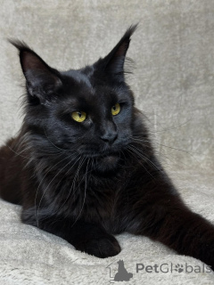 Foto №3. Lernen Sie Orion kennen, mutig, majestätisch und voller Herz. Ein kleiner König,. Niederlande