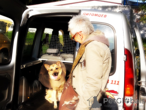 Foto №2. Dienstleistungen für die Lieferung und den Transport von Katzen und Hunden in Weißrussland. Price - verhandelt. Ankündigung № 9412