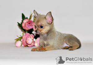 Zusätzliche Fotos: Ungewöhnlich gutaussehender Mann von sanfter Farbe. Chihuahua-Junge.