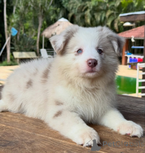 Foto №2 zu Ankündigung № 166820 zu verkaufen border collie - einkaufen Deutschland züchter