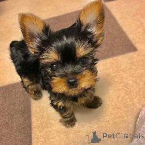 Foto №1.  - zum Verkauf in der Stadt Indiana | verhandelt | Ankündigung № 161738