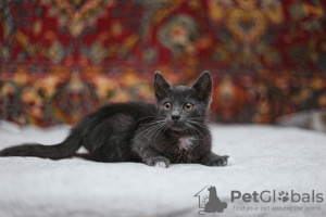 Foto №3. Smoky Kitten Funtik sucht ein Zuhause!. Weißrussland