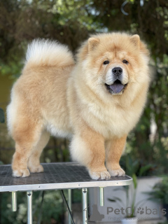 Foto №2 zu Ankündigung № 117441 zu verkaufen chow-chow - einkaufen Serbien züchter