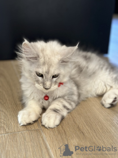 Foto №1. maine-coon-katze - zum Verkauf in der Stadt Monaco | 2800€ | Ankündigung № 114987