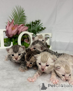 Foto №1. bengal katzenrasse - zum Verkauf in der Stadt Baden | 750€ | Ankündigung № 152766
