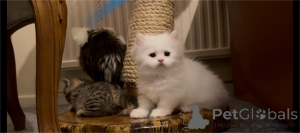 Foto №1. munchkin - zum Verkauf in der Stadt Bonn | 350€ | Ankündigung № 154212