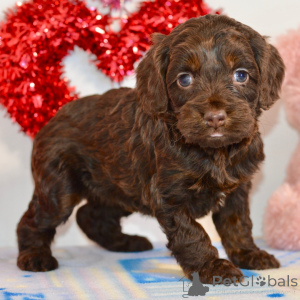 Foto №1.  - zum Verkauf in der Stadt Berlin | verhandelt | Ankündigung № 134929