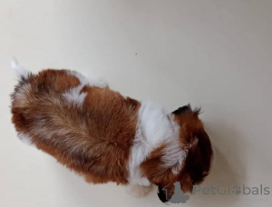 Foto №3. Wunderschöne Shih-Tzu-Welpen suchen ein liebevolles neues Zuhause. Deutschland