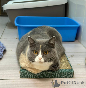 Foto №3. Fenya, eine schottische Mischlingskatze, wartet auf fürsorgliche Besitzer. Russische Föderation