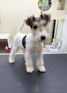 Foto №1. mischlingshund - zum Verkauf in der Stadt Chicago | 531€ | Ankündigung № 152370