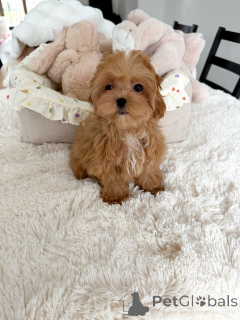 Foto №2 zu Ankündigung № 165534 zu verkaufen maltipu - einkaufen Deutschland quotient 	ankündigung, züchter