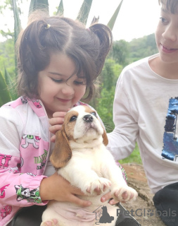 Zusätzliche Fotos: Wunderschöne Beagle-Welpen zu verkaufen