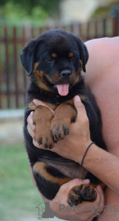 Foto №3. Rottweiler. Serbien