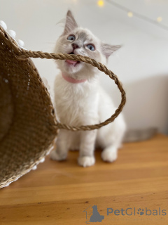 Foto №3. Luna Eleganz, Liebe und ein Hauch Verspieltheit. Frankreich