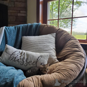 Foto №1. american shorthair - zum Verkauf in der Stadt Baumholder | 350€ | Ankündigung № 173513
