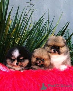 Foto №1. pommersche spitz - zum Verkauf in der Stadt Флорида Сити | 1063€ | Ankündigung № 138972