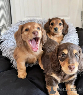 Foto №1. dackel - zum Verkauf in der Stadt Berlin | verhandelt | Ankündigung № 154725