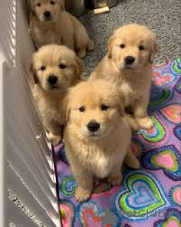 Foto №1. golden retriever - zum Verkauf in der Stadt Marseille | 1000€ | Ankündigung № 164311