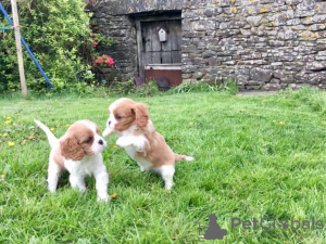 Foto №3. Entzückende Cavalier King Charles Welpen zur kostenlosen Adoption. Deutschland