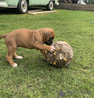 Foto №2 zu Ankündigung № 37080 zu verkaufen deutscher boxer - einkaufen Russische Föderation 