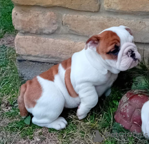 Zusätzliche Fotos: Englische Bulldogge