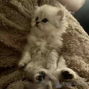 Foto №2 zu Ankündigung № 167269 zu verkaufen perserkatze - einkaufen Deutschland quotient 	ankündigung