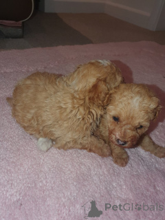 Foto №1. maltipu - zum Verkauf in der Stadt New York | 339€ | Ankündigung № 159151