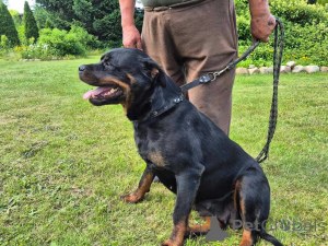 Foto №3. Lernen Sie die schönsten Welpen kennen. Deutschland