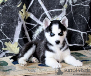 Foto №1. siberian husky - zum Verkauf in der Stadt Даллас | 312€ | Ankündigung № 45897