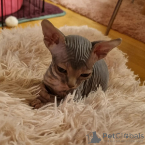 Foto №1. sphynx-katze - zum Verkauf in der Stadt Portland | 615€ | Ankündigung № 65871