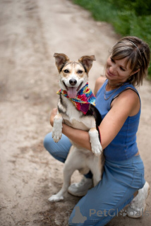 Foto №1. mischlingshund - zum Verkauf in der Stadt Moskwa | Frei | Ankündigung № 146015