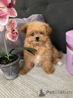 Foto №3. Luxuriöser Mini -Jungen Mann! Pomapoo. Deutschland