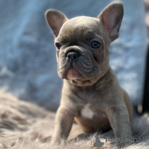 Foto №3. Französische Bulldogge Welpen zu verkaufen. Deutschland