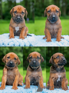 Foto №2 zu Ankündigung № 146124 zu verkaufen rhodesian ridgeback - einkaufen Lettland vom kindergarten