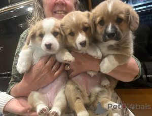 Foto №2 zu Ankündigung № 155801 zu verkaufen welsh corgi - einkaufen Deutschland züchter