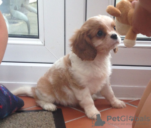 Foto №3. Entzückende Cavalier King Charles Welpen zur kostenlosen Adoption. Deutschland