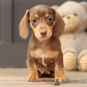 Foto №3. Lernen Sie die Lullaby Premium Zwergdackelwelpe kennen, die bereit für ihr. Deutschland