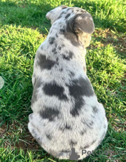 Foto №2 zu Ankündigung № 97182 zu verkaufen französische bulldogge - einkaufen Deutschland züchter